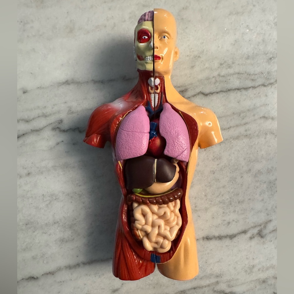 Human Anatomy Models - Picture 6 of 10